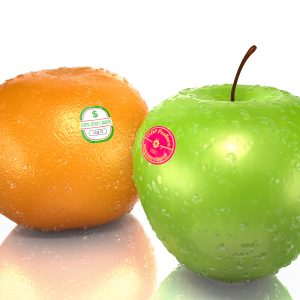 Illustration of an Apple and an Orange